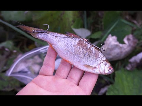 Geddefiskeri med død agnfisk i åen