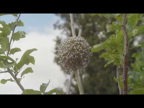 Fruit and Veg Patch Winner - Rukshana Khan