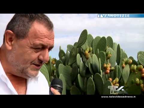 Euroagrumi - Vissani