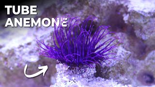 Introducing Baby Tube Anemone to the Waterbox Cube 20 & Feeding Corals - NO Skimmer | Blue Reef Tank