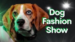 Sell THESE Custom Pet Products (Designed & Modeled by Dogs)