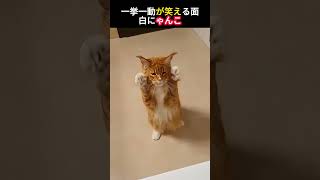 面白いにゃんこ#にゃんこ #子猫 #猫との暮らし #ペット動画 #癒し動物 #もふもふ猫 #かわいい猫