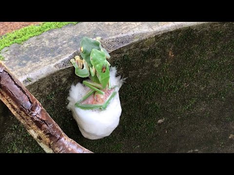 Malabar Frogs Create Foam Nest