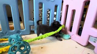 Video preview image #9 Chihuahua Puppy For Sale in CHARLESTON, AR, USA