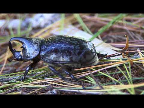 Male Eastern Hercules (Rhinoceros) Beetle Walking