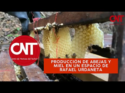 Te contamos cómo preservan abejas y miel en el municipio Rafael Urdaneta | Noticias Táchira