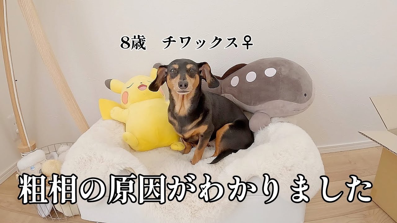 愛犬の度重なる粗相の原因がわかりました