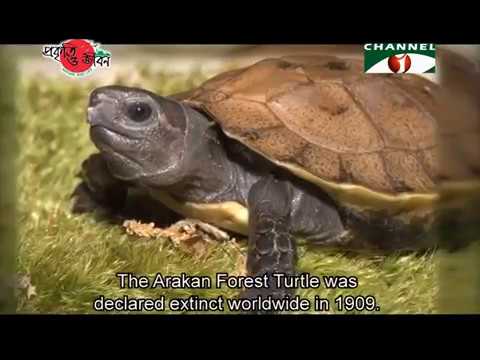 Nature and Life - Episode 242 (Sangu-Matamuhuri Forest)