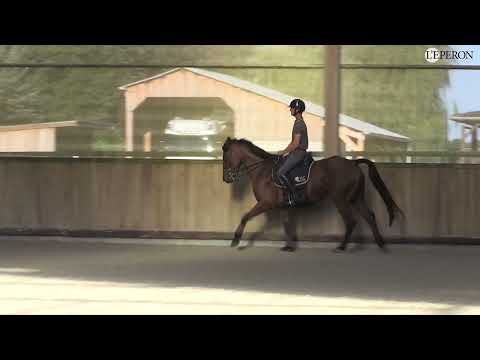 En pratique avec Christopher Six #2 | Travail du cheval de sept ans sur le plat