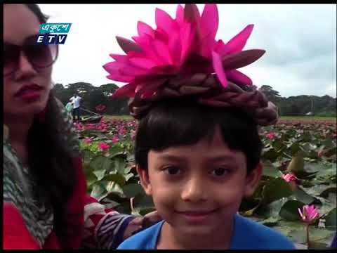 অপরূপ প্রকৃতির আনন্দধাম সাতলা গ্রামের ‘শাপলার বিল’