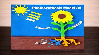 Photosynthesis Model 3d making using cardboard with plants | diy | science project