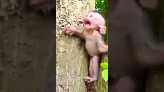 Download lagu Detik Detik Anak Monyet Selamat Dari Maut #shorts #video #viral #vídeoviral #monyet #monkey mp3