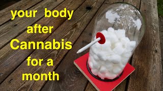 How Smoking CANNABIS for a Month Affects Your Lungs ● A Must See !