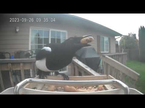 Magpies And Blue Jays Taking Turns Collecting Peanuts
