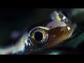 The Unusual African Lungfish Battles a Stork | Nile | BBC Earth - BBC Earth The Unusual African Lungfish Battles a Stork | Nile | BBC Earth