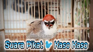 Download lagu Suara Pikat Burung Kaso Kaso Gacor Ampuh!!! mp3