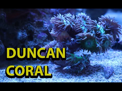 Duncan Coral Tips & Tricks
