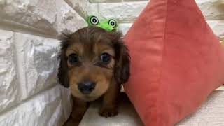 ミニチュアダックスの動画01