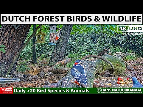 LIVE 🐦Birds & Forest Wildlife | Sparrowhawk hunt | Wildlife & Bird Feeder De Mortel, The Netherlands