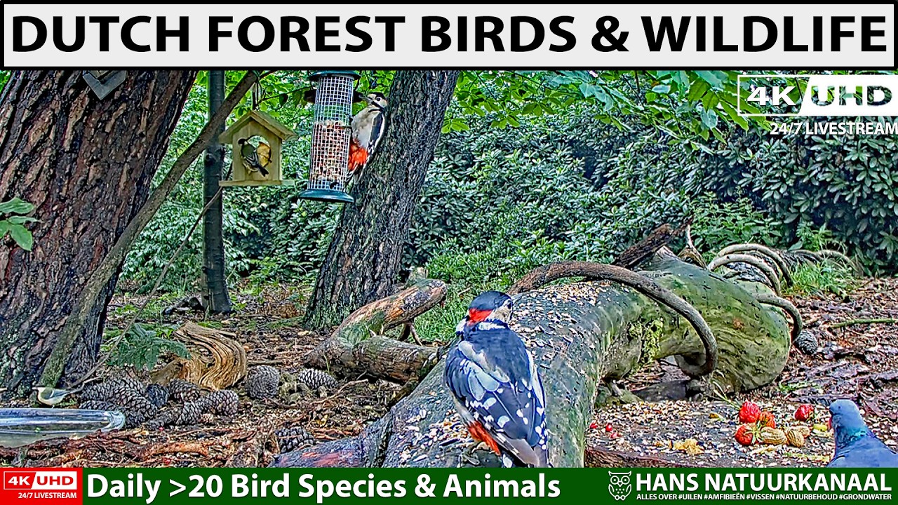 Live webcam view of Birds & Forest Wildlife Feeder