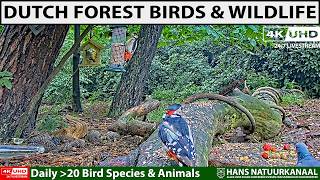 LIVE 🐦Birds & Forest Wildlife | Sparrowhawk hunt | Wildlife & Bird Feeder De Mortel, The Netherlands