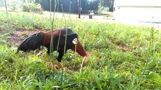 Qaib Power-Ranger's son, Red Dragon Jr. Last of Hope