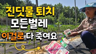 텃밭 고추 진딧물 벌레 퇴치 이렇게 하면 다 죽어요 쉽고 간편하게 농사지으세요 살충제