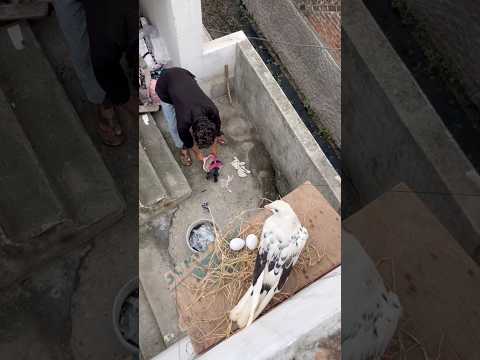 Kabutar🕊️ne ande🥚kaise bachaye 😰#viralpigeon #kabutarvideo #pigeonshort