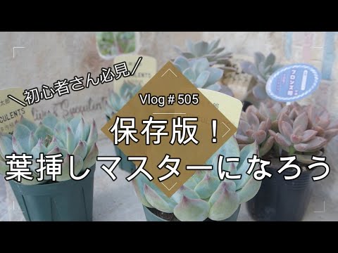 茎の長いエケベリアハイブリッド開花多肉植物