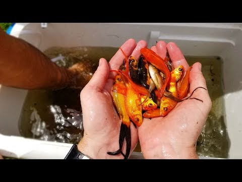 Saving Hundreds of Fish Left to Die! (Rescue Mission) | DALLMYD Video