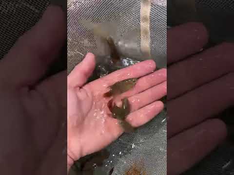 Piscicultura Bianco, Paicandu PR