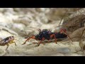 Bugs Eating Bugs Up Close Insects Bugs Scorpions Love Nature