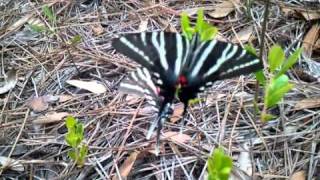 Butterfly Lovin&#39; (I thought of you while filming this, Jonas)