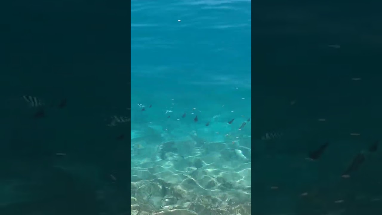 アオリイカの新子の大群。#エギング#アオリイカ　#元セーイカ漁師　#元鮨職人　#鮨　#squid　#エギング #アオリイカ　#fishing