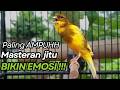 KENARI GACOR Cuit CUIT BIRAHI UNTUK PANCINGAN MASTERAN Kenari PAUD AGAR BUNYI