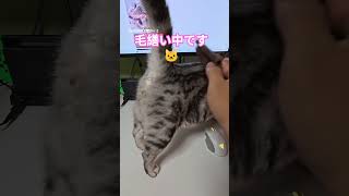 #猫#cat#愛猫
