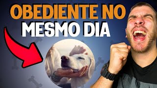 COMO ADESTRAR UM CACHORRO (PASSO A PASSO NA PRÁTICA)