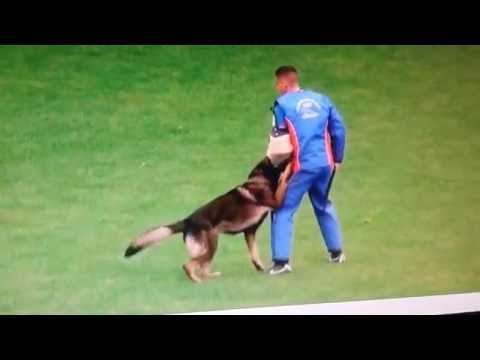 WUSV WM 2014  MAX VOM HAUS VALKENPLATZ