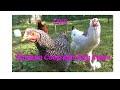 Chicken Coop Cam Live!