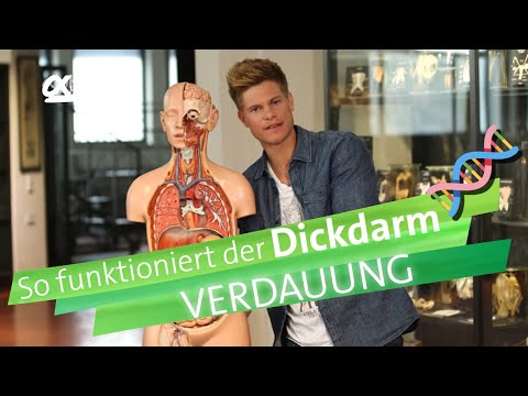 Large intestine - Digestion | alpha Learning explains biology