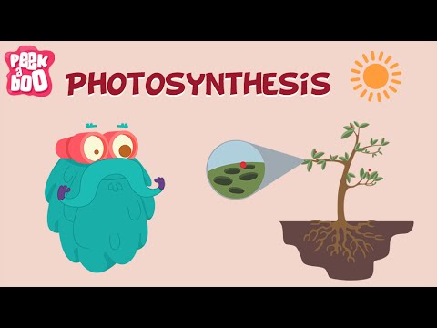 Science - Photosynthesis Explained