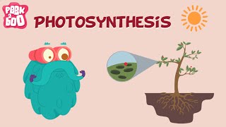 Photosynthesis | The Dr. Binocs Show | Learn Videos For Kids