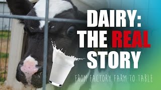 The REAL Story of Dairy: Factory Farm to Table
