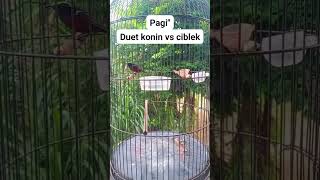 Download lagu Masteran konin duet dengan ciblek #burung_masteran #muraibatu #kicaumania #konin #kolibrininja #bird mp3