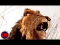 Family S Safari Vacation Takes Deadly Turn Prey HD Scene