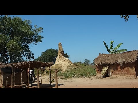 Termitières et Savane Boisée du Katanga, Route Likasi, Mwadingusha, Congo, RDC, 2022, by HabariSalam