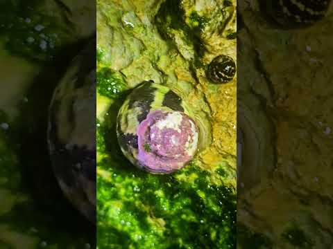 Sea snail Playa del Carmen Mexico tropical Caribbean tidal pool beach wild animal night life #nature