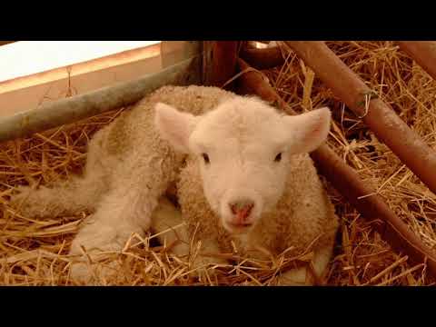 Fairhaven Singers Christmas 2018