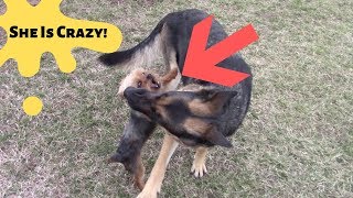 I Came Home To My German Shepherd Guard Dog Bleeding Everywhere!