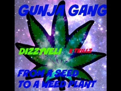 Dizzyveli & The Gunja Boyz F.A.S.T.A.W.P. - Feat K Trillz (Prod. By Treelo)